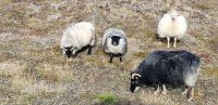 PICTURES/Sheep, Sheep & More Sheep/t_Sheep3.jpg